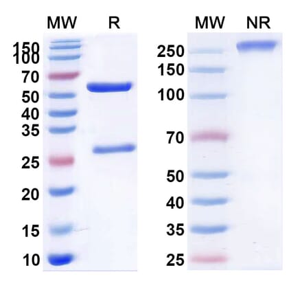 SDS-PAGE - Teneliximab Biosimilar - Anti-CD40 Antibody - BSA and Azide free (A338539) - Antibodies.com