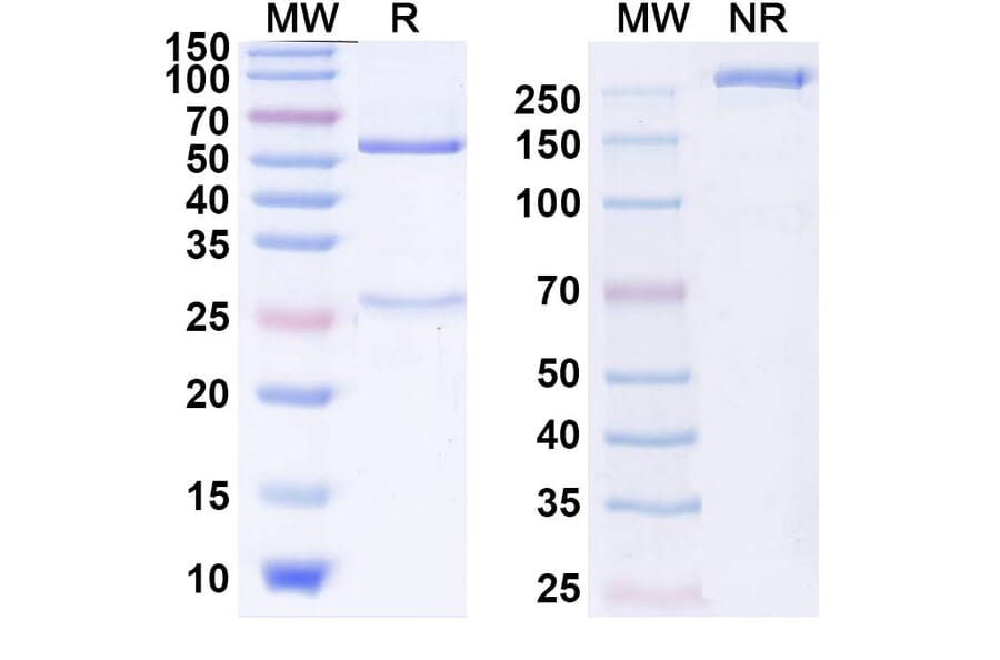 SDS-PAGE - Bivatuzumab Biosimilar - Anti-CD44 Antibody - BSA and Azide free (A338542) - Antibodies.com