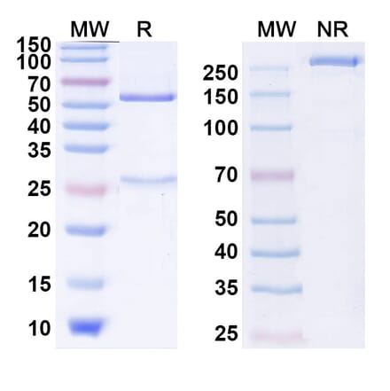 SDS-PAGE - Bivatuzumab Biosimilar - Anti-CD44 Antibody - BSA and Azide free (A338542) - Antibodies.com