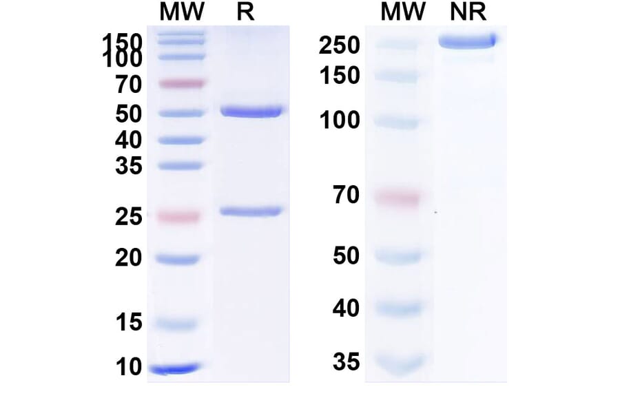 SDS-PAGE - Apamistamab Biosimilar - Anti-CD45 Antibody - BSA and Azide free (A338543) - Antibodies.com
