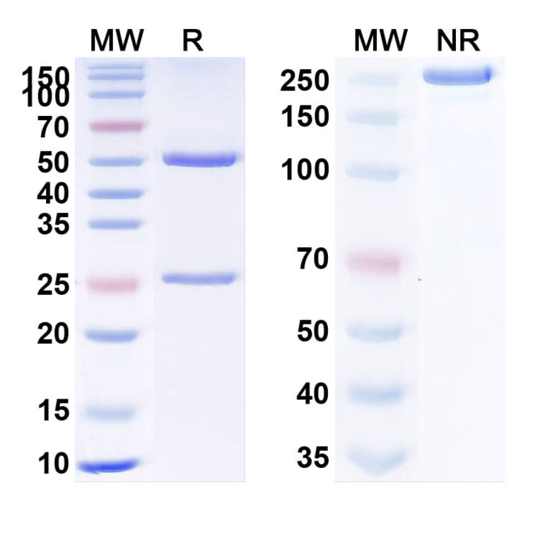 SDS-PAGE - Apamistamab Biosimilar - Anti-CD45 Antibody - BSA and Azide free (A338543) - Antibodies.com