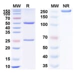 SDS-PAGE - Apamistamab Biosimilar - Anti-CD45 Antibody - BSA and Azide free (A338543) - Antibodies.com