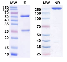 SDS-PAGE - Urabrelimab Biosimilar - Anti-CD47 Antibody - BSA and Azide free (A338544) - Antibodies.com