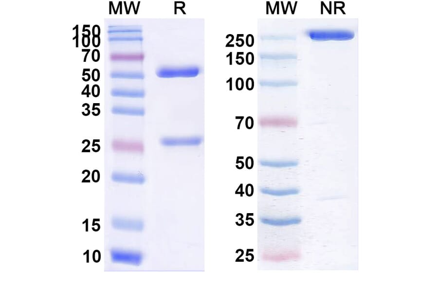 SDS-PAGE - Urabrelimab Biosimilar - Anti-CD47 Antibody - BSA and Azide free (A338544) - Antibodies.com