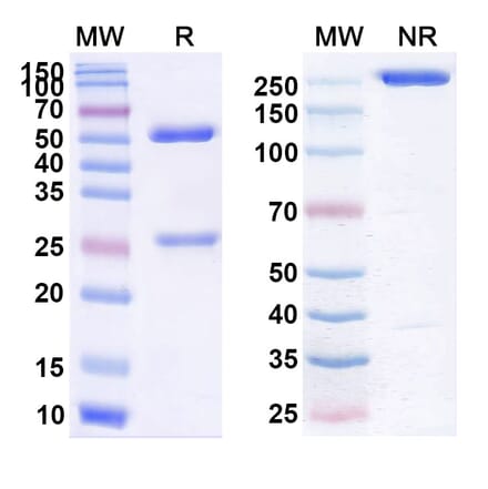 SDS-PAGE - Urabrelimab Biosimilar - Anti-CD47 Antibody - BSA and Azide free (A338544) - Antibodies.com