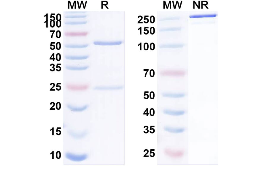 SDS-PAGE - Abituzumab Biosimilar - Anti-Integrin alpha V Antibody - BSA and Azide free (A338549) - Antibodies.com