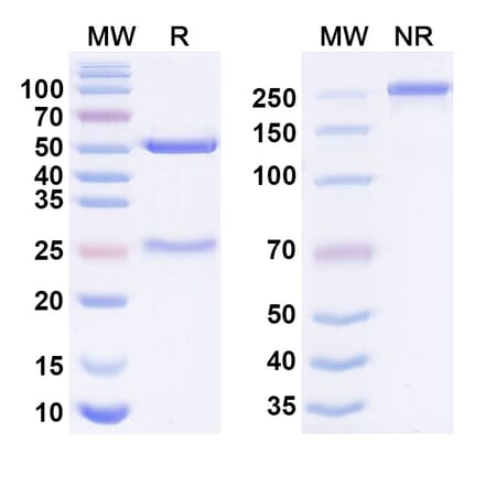 SDS-PAGE - Bersanlimab Biosimilar - Anti-CD54 Antibody - BSA and Azide free (A338553) - Antibodies.com