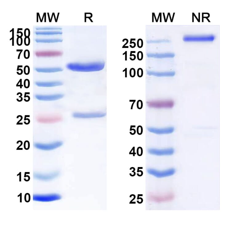 Dose-response - Besilesomab Biosimilar - Anti-CD66b Antibody - BSA and Azide free (A338558) - Antibodies.com