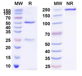 SDS-PAGE - Tinurilimab Biosimilar - Anti-CEACAM6 Antibody - BSA and Azide free (A338559) - Antibodies.com
