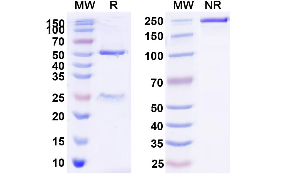 SDS-PAGE - Tinurilimab Biosimilar - Anti-CEACAM6 Antibody - BSA and Azide free (A338559) - Antibodies.com