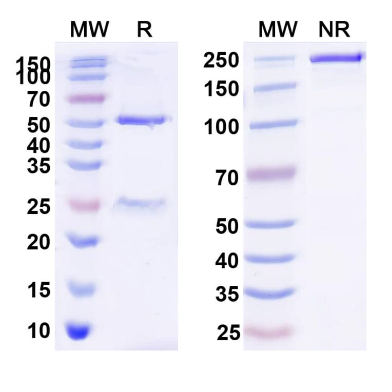 SDS-PAGE - Tinurilimab Biosimilar - Anti-CEACAM6 Antibody - BSA and Azide free (A338559) - Antibodies.com