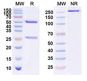 SDS-PAGE - Lemalesomab Biosimilar - Anti-CEACAM6 Antibody - BSA and Azide free (A338560) - Antibodies.com