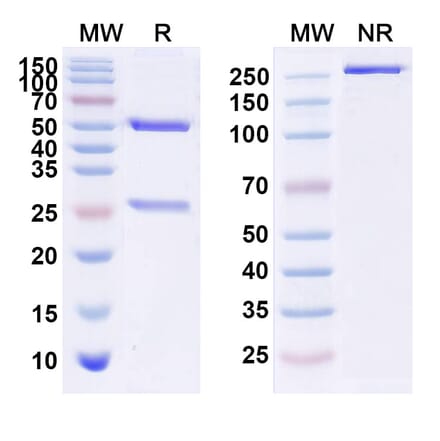 SDS-PAGE - Lemalesomab Biosimilar - Anti-CEACAM6 Antibody - BSA and Azide free (A338560) - Antibodies.com