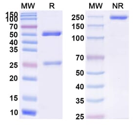 SDS-PAGE - Sulesomab Biosimilar - Anti-CEACAM6 Antibody - BSA and Azide free (A338561) - Antibodies.com