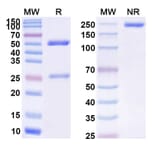 SDS-PAGE - Sulesomab Biosimilar - Anti-CEACAM6 Antibody - BSA and Azide free (A338561) - Antibodies.com