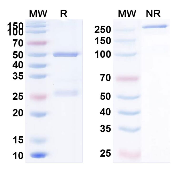 SDS-PAGE - Cergutuzumab Biosimilar - Anti-CEA Antibody - BSA and Azide free (A338563) - Antibodies.com