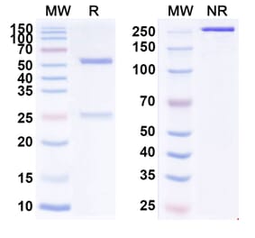 SDS-PAGE - Vorsetuzumab Biosimilar - Anti-CD70 Antibody - BSA and Azide free (A338567) - Antibodies.com