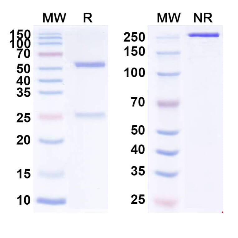 SDS-PAGE - Vorsetuzumab Biosimilar - Anti-CD70 Antibody - BSA and Azide free (A338567) - Antibodies.com