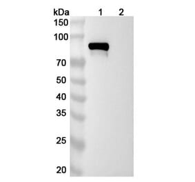 SDS-PAGE - Pabinafusp Alfa Biosimilar - Anti-Transferrin Receptor Antibody - BSA and Azide free (A338568) - Antibodies.com