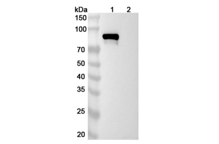 SDS-PAGE - Pabinafusp Alfa Biosimilar - Anti-Transferrin Receptor Antibody - BSA and Azide free (A338568) - Antibodies.com