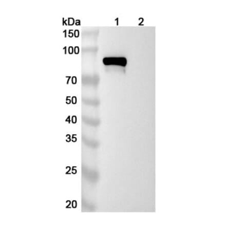 SDS-PAGE - Pabinafusp Alfa Biosimilar - Anti-Transferrin Receptor Antibody - BSA and Azide free (A338568) - Antibodies.com