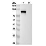 SDS-PAGE - Pabinafusp Alfa Biosimilar - Anti-Transferrin Receptor Antibody - BSA and Azide free (A338568) - Antibodies.com