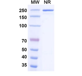 SDS-PAGE - Milatuzumab Biosimilar - Anti-CD74 Antibody - BSA and Azide free (A338570) - Antibodies.com