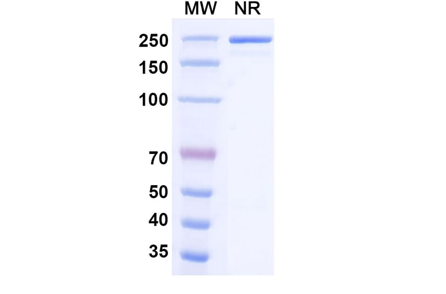 SDS-PAGE - Milatuzumab Biosimilar - Anti-CD74 Antibody - BSA and Azide free (A338570) - Antibodies.com