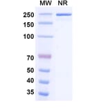 SDS-PAGE - Milatuzumab Biosimilar - Anti-CD74 Antibody - BSA and Azide free (A338570) - Antibodies.com