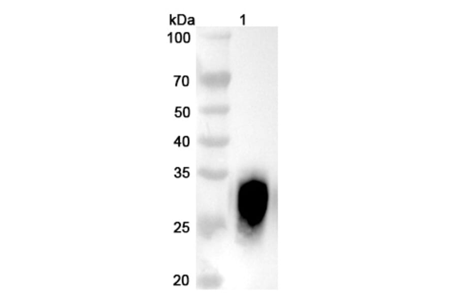 SDS-PAGE - Iladatuzumab Biosimilar - Anti-CD79b Antibody - BSA and Azide free (A338571) - Antibodies.com