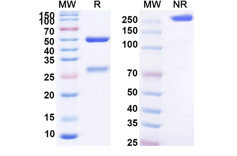 SDS-PAGE - Galiximab Biosimilar - Anti-CD80 Antibody - BSA and Azide free (A338572) - Antibodies.com