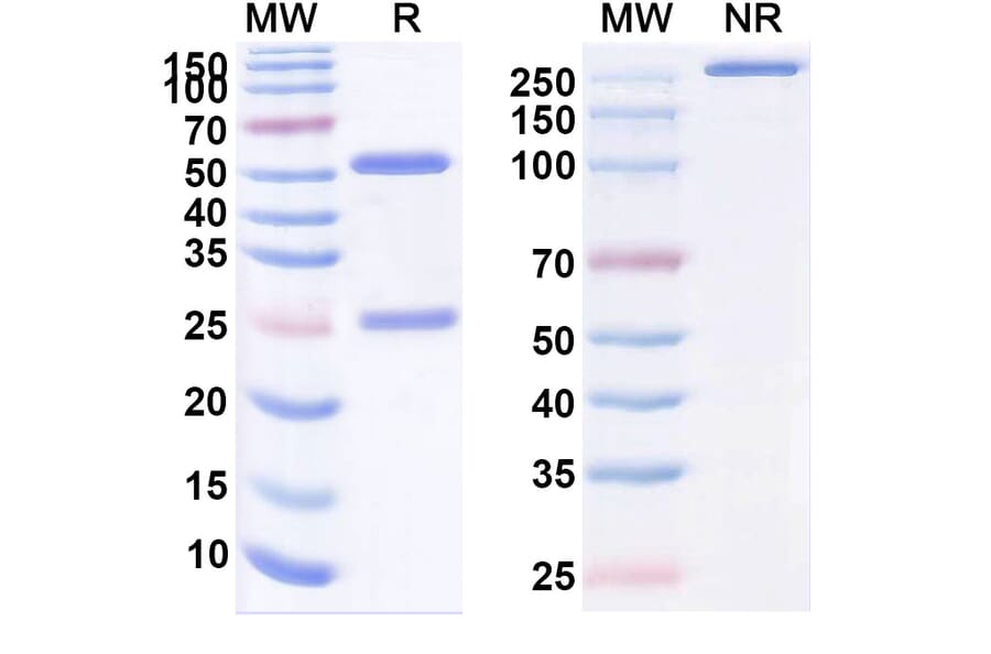 SDS-PAGE - 4F2Mab Biosimilar - Anti-CD98 Antibody - BSA and Azide free (A338574) - Antibodies.com