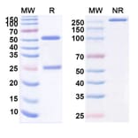 SDS-PAGE - 4F2Mab Biosimilar - Anti-CD98 Antibody - BSA and Azide free (A338574) - Antibodies.com