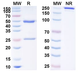 SDS-PAGE - Pepinemab Biosimilar - Anti-CD100 Antibody - BSA and Azide free (A338575) - Antibodies.com