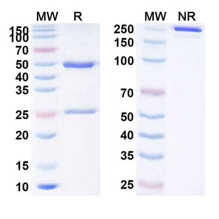 SDS-PAGE - Pepinemab Biosimilar - Anti-CD100 Antibody - BSA and Azide free (A338575) - Antibodies.com