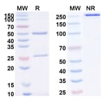 SDS-PAGE - Emactuzumab Biosimilar - Anti-CSF1R Antibody - BSA and Azide free (A338578) - Antibodies.com