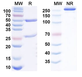 SDS-PAGE - Talacotuzumab Biosimilar - Anti-CD123 Antibody - BSA and Azide free (A338581) - Antibodies.com