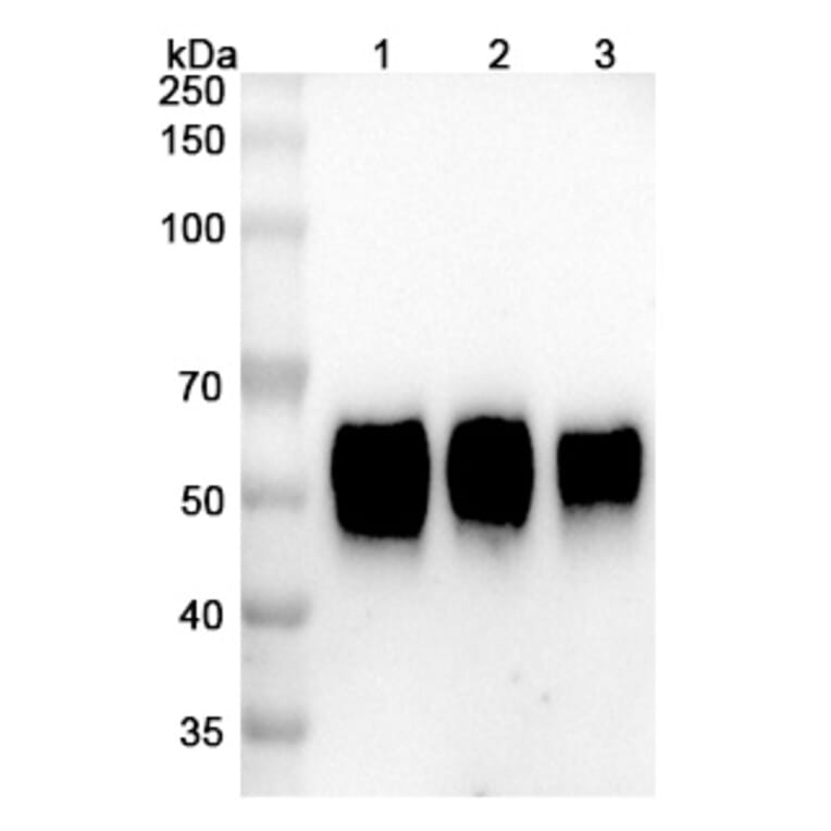 SDS-PAGE - Talacotuzumab Biosimilar - Anti-CD123 Antibody - BSA and Azide free (A338581) - Antibodies.com
