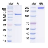 SDS-PAGE - Ivuxolimab Biosimilar - Anti-CD134 Antibody - BSA and Azide free (A338586) - Antibodies.com