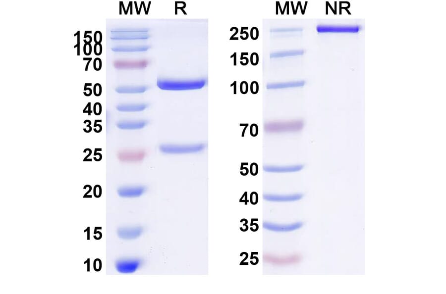 SDS-PAGE - Tavolimab Biosimilar - Anti-CD134 Antibody - BSA and Azide free (A338588) - Antibodies.com
