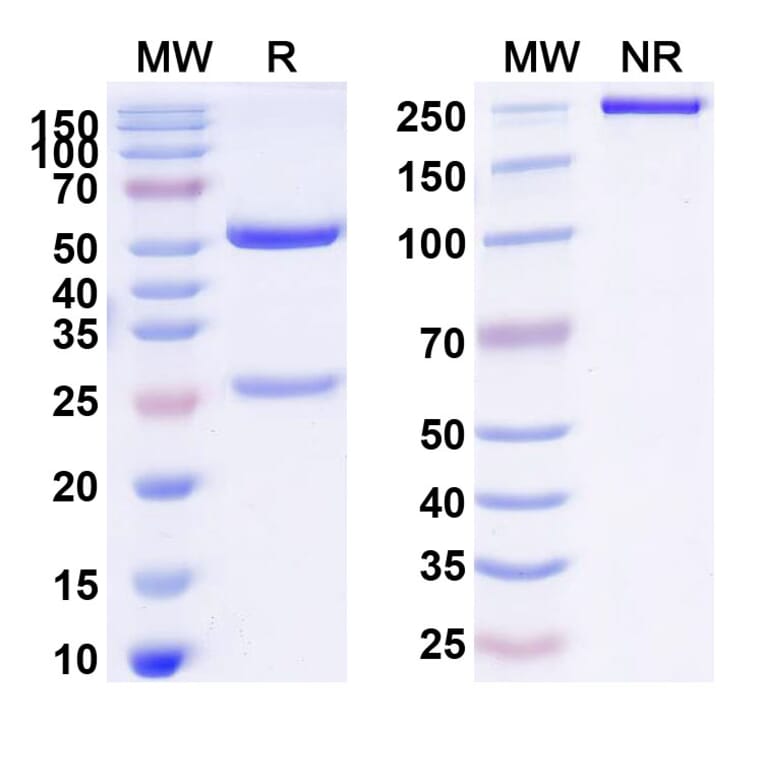 SDS-PAGE - Tavolimab Biosimilar - Anti-CD134 Antibody - BSA and Azide free (A338588) - Antibodies.com