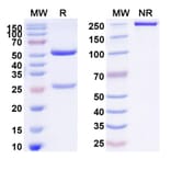 SDS-PAGE - Tavolimab Biosimilar - Anti-CD134 Antibody - BSA and Azide free (A338588) - Antibodies.com