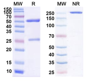 SDS-PAGE - Cudarolimab Biosimilar - Anti-CD134 Antibody - BSA and Azide free (A338589) - Antibodies.com