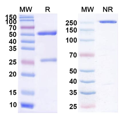 SDS-PAGE - Cudarolimab Biosimilar - Anti-CD134 Antibody - BSA and Azide free (A338589) - Antibodies.com