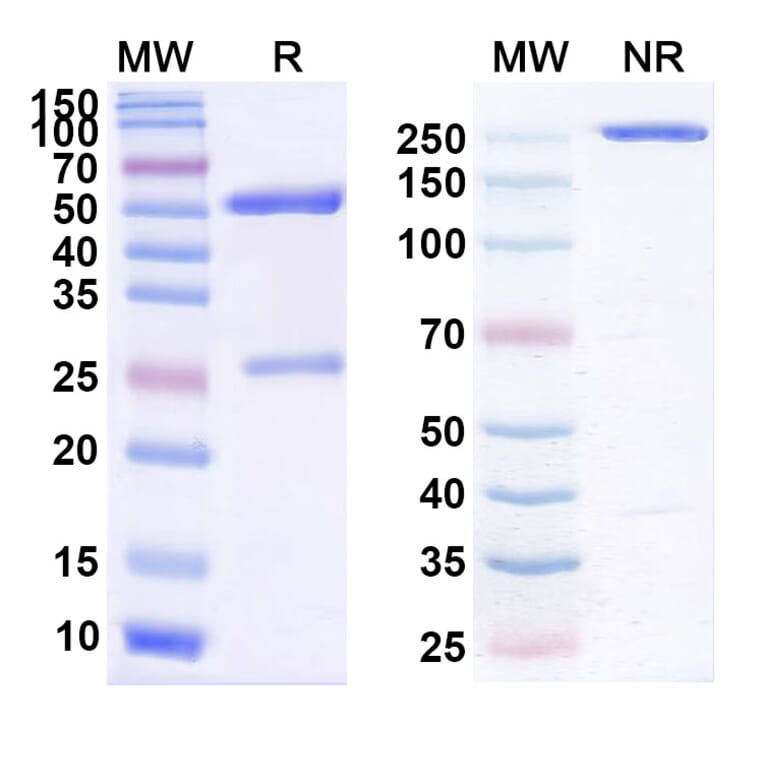 SDS-PAGE - Cudarolimab Biosimilar - Anti-CD134 Antibody - BSA and Azide free (A338589) - Antibodies.com