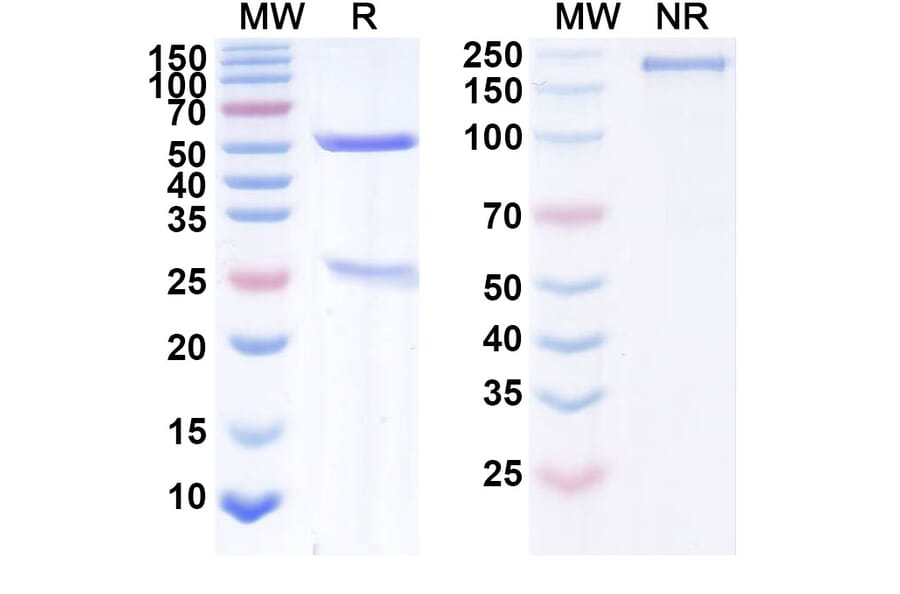 SDS-PAGE - Narnatumab Biosimilar - Anti-RON Antibody - BSA and Azide free (A338592) - Antibodies.com
