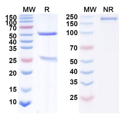 SDS-PAGE - Narnatumab Biosimilar - Anti-RON Antibody - BSA and Azide free (A338592) - Antibodies.com