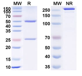 SDS-PAGE - Utomilumab Biosimilar - Anti-CD137 Antibody - BSA and Azide free (A338594) - Antibodies.com