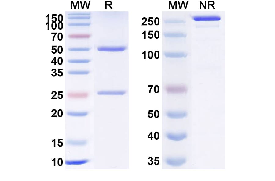 SDS-PAGE - Utomilumab Biosimilar - Anti-CD137 Antibody - BSA and Azide free (A338594) - Antibodies.com