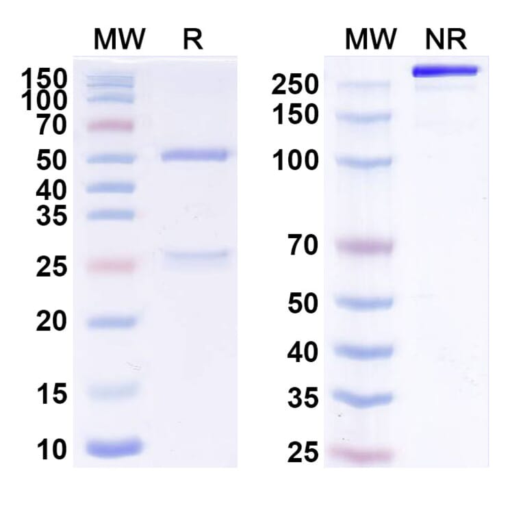 SDS-PAGE - Indatuximab Biosimilar - Anti-Syndecan 1 Antibody - BSA and Azide free (A338595) - Antibodies.com